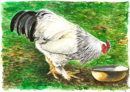 1Drinking Rooster