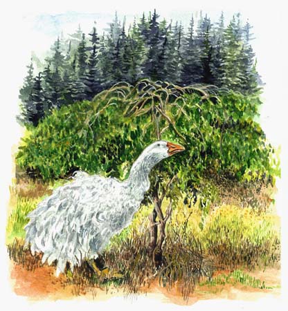 1Goose