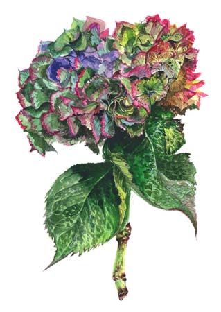 2Hydrangea