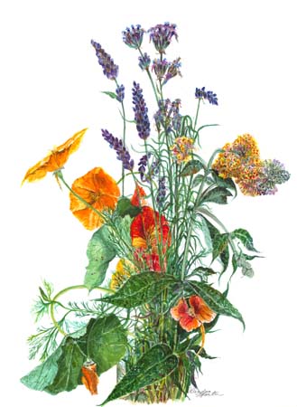 2Poppies and Lavender