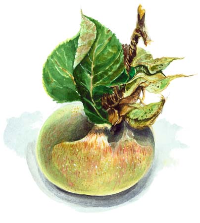 3Apple
