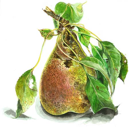 3Pear