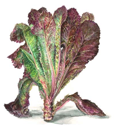 3Romaine