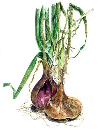 3Shallots