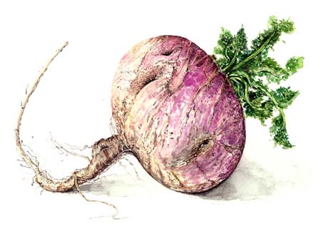3Turnip