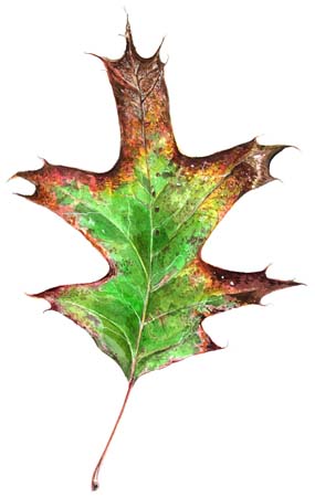 4Gorgeous Fading Leaf