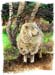 1Lone Sheep