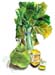 3Pear, Lemon & Bokchoi