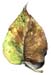 4Tear Drop Leaf
